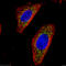 Alpha-ketoglutarate dehydrogenase antibody, 15212-1-AP, Proteintech Group, Immunofluorescence image 
