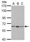 Ring Finger Protein, LIM Domain Interacting antibody, GTX112568, GeneTex, Western Blot image 