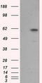 Atrial natriuretic peptide receptor 3 antibody, TA501046S, Origene, Western Blot image 