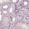 Calreticulin-3 antibody, NBP2-33390, Novus Biologicals, Immunohistochemistry paraffin image 