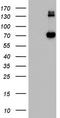 Gp110 antibody, TA803050, Origene, Western Blot image 