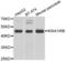 TRNA Methyltransferase 9B (Putative) antibody, LS-C346391, Lifespan Biosciences, Western Blot image 