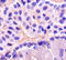 Enolase 2 antibody, A51942-100, Epigentek, Immunohistochemistry paraffin image 