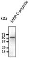 C-peptide antibody, AB236237-200, Origene, Western Blot image 
