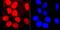 Structural Maintenance Of Chromosomes 3 antibody, A01930, Boster Biological Technology, Immunocytochemistry image 