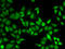 Centrin 2 antibody, LS-C334034, Lifespan Biosciences, Immunofluorescence image 