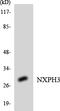 Neurexophilin 3 antibody, LS-C200295, Lifespan Biosciences, Western Blot image 