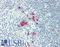 Axin-2 antibody, LS-B12460, Lifespan Biosciences, Immunohistochemistry paraffin image 