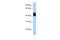MyoD Family Inhibitor Domain Containing antibody, PA5-43647, Invitrogen Antibodies, Western Blot image 