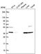 Chromosome 9 Open Reading Frame 64 antibody, PA5-66828, Invitrogen Antibodies, Western Blot image 