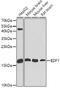 Endothelial differentiation-related factor 1 antibody, GTX32571, GeneTex, Western Blot image 