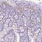 Regenerating Family Member 3 Alpha antibody, HPA047894, Atlas Antibodies, Immunohistochemistry paraffin image 