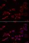 Nuclear Receptor Binding Factor 2 antibody, LS-C334736, Lifespan Biosciences, Immunofluorescence image 