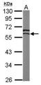 Estrogen Related Receptor Gamma antibody, NBP1-32853, Novus Biologicals, Western Blot image 