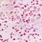 Zinc Finger Protein 174 antibody, GTX55226, GeneTex, Immunohistochemistry paraffin image 