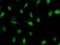 Crooked neck-like protein 1 antibody, LS-C342447, Lifespan Biosciences, Immunofluorescence image 