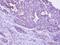 Dual Specificity Phosphatase 9 antibody, PA5-28961, Invitrogen Antibodies, Immunohistochemistry frozen image 