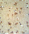 Lecithin-Cholesterol Acyltransferase antibody, LS-C165713, Lifespan Biosciences, Immunohistochemistry frozen image 