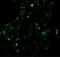 Baculoviral IAP Repeat Containing 2 antibody, NBP1-77193, Novus Biologicals, Immunocytochemistry image 