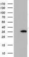Short Chain Dehydrogenase/Reductase Family 9C Member 7 antibody, CF501706, Origene, Western Blot image 