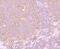 PTPN1 antibody, NBP2-67918, Novus Biologicals, Immunohistochemistry paraffin image 