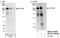 Zinc Finger Protein 106 antibody, NB100-74654, Novus Biologicals, Western Blot image 