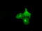 Atrial natriuretic peptide receptor 3 antibody, TA501079, Origene, Immunofluorescence image 