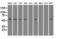 Solute Carrier Family 2 Member 5 antibody, LS-C114701, Lifespan Biosciences, Western Blot image 