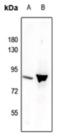 STAT3 antibody, MBS8203504, MyBioSource, Western Blot image 