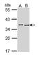 BRCA2 And CDKN1A Interacting Protein antibody, LS-C186295, Lifespan Biosciences, Western Blot image 