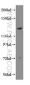Myosin IA antibody, 17499-1-AP, Proteintech Group, Western Blot image 