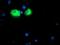 Iduronate 2-Sulfatase antibody, NBP2-01761, Novus Biologicals, Immunofluorescence image 