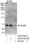 UTP6 Small Subunit Processome Component antibody, A302-575A, Bethyl Labs, Immunoprecipitation image 