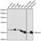 Hippocalcin-like protein 1 antibody, 13-378, ProSci, Immunoprecipitation image 