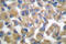 Fibrillin 1 antibody, LS-C176024, Lifespan Biosciences, Immunohistochemistry frozen image 