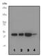 Pyrimidinergic Receptor P2Y6 antibody, ab92504, Abcam, Western Blot image 