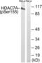 Histone Deacetylase 7 antibody, LS-C199045, Lifespan Biosciences, Western Blot image 