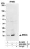 Ribosomal Protein S19 antibody, A304-002A, Bethyl Labs, Immunoprecipitation image 