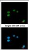 LON peptidase N-terminal domain and RING finger protein 3 antibody, NBP2-17157, Novus Biologicals, Immunofluorescence image 