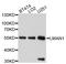Lectin, Mannose Binding 1 antibody, STJ112470, St John