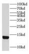 Low Density Lipoprotein Receptor Class A Domain Containing 1 antibody, FNab04743, FineTest, Western Blot image 