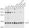 Ubiquinol-Cytochrome C Reductase Binding Protein antibody, 14-603, ProSci, Western Blot image 