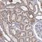 Ankyrin Repeat Domain 16 antibody, NBP1-84178, Novus Biologicals, Immunohistochemistry frozen image 
