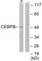 CCAAT Enhancer Binding Protein Beta antibody, LS-C118802, Lifespan Biosciences, Western Blot image 