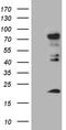 RNA polymerase II elongation factor ELL antibody, LS-C792600, Lifespan Biosciences, Western Blot image 