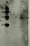 HIV1 gp41 antibody, 65-017, BioAcademia Inc, Western Blot image 