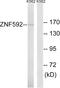 Zinc Finger Protein 592 antibody, PA5-39545, Invitrogen Antibodies, Western Blot image 