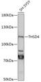 Thrombospondin Type 1 Domain Containing 4 antibody, 18-094, ProSci, Western Blot image 