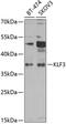Kruppel Like Factor 3 antibody, 22-773, ProSci, Western Blot image 