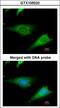 40S ribosomal protein S3a antibody, LS-C185678, Lifespan Biosciences, Immunocytochemistry image 